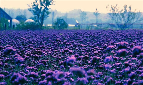 汽車(chē)音響喇叭廠在普羅旺斯