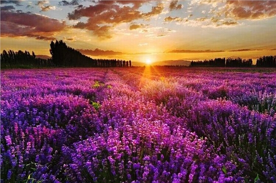 汽車(chē)音響喇叭廠在普羅旺斯2